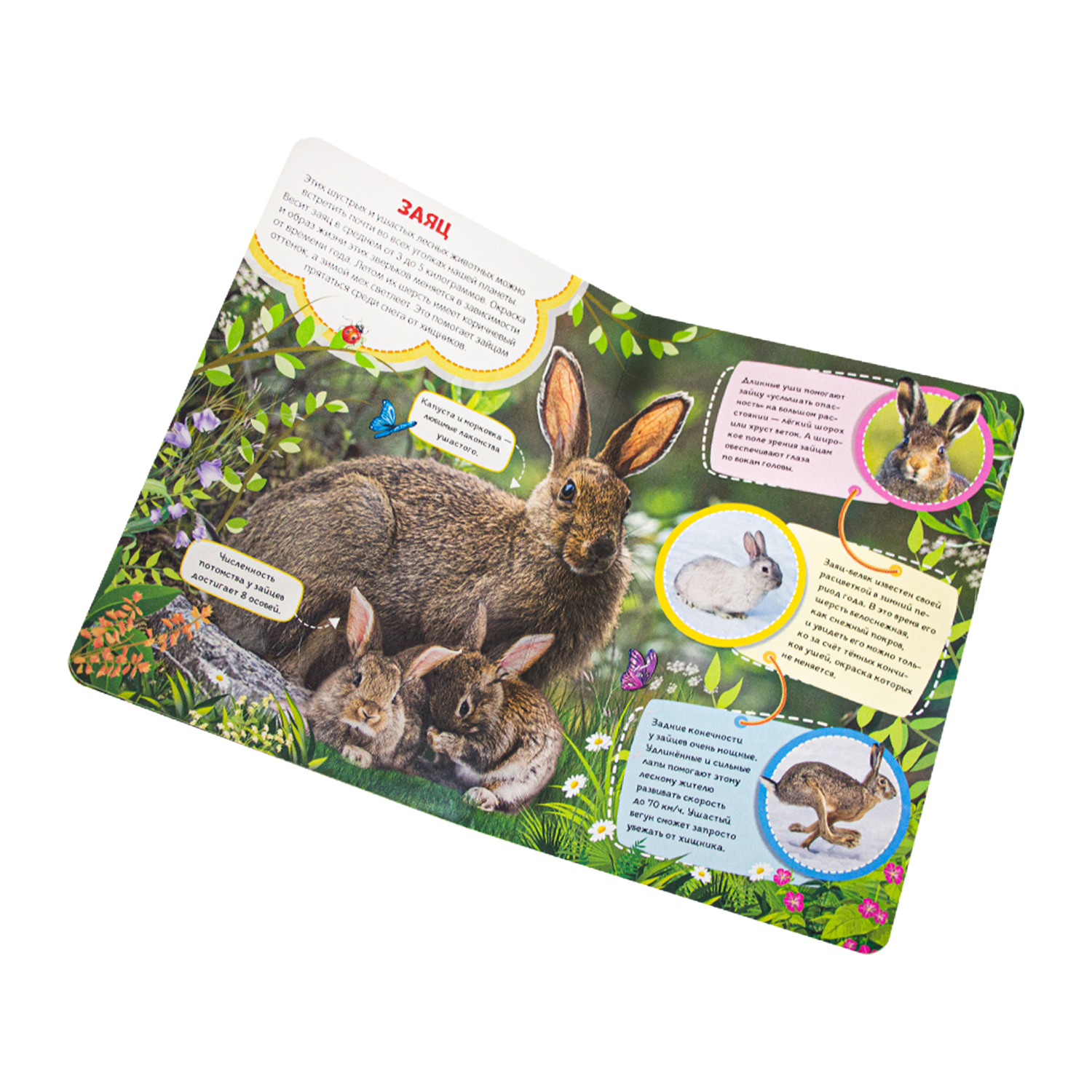 Набор книг Malamalama Ферма и в лесу книги для детей от двух лет - фото 4