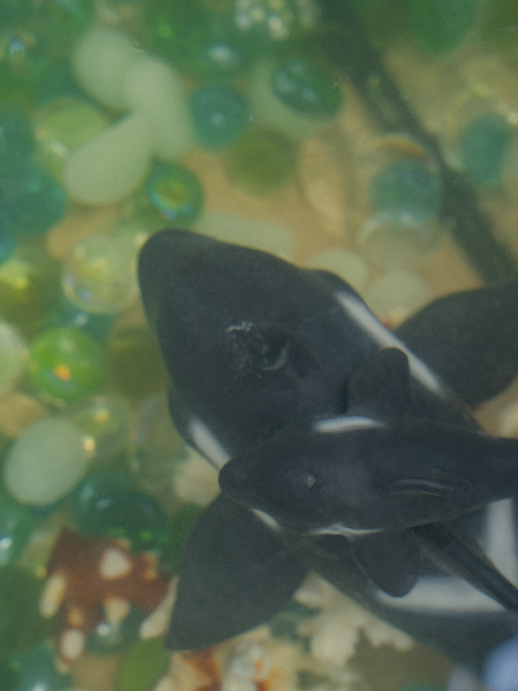 Кукла мини Magic Manufactory Magic Ocean Косатка высота 18 см 4631171558333 - фото 26