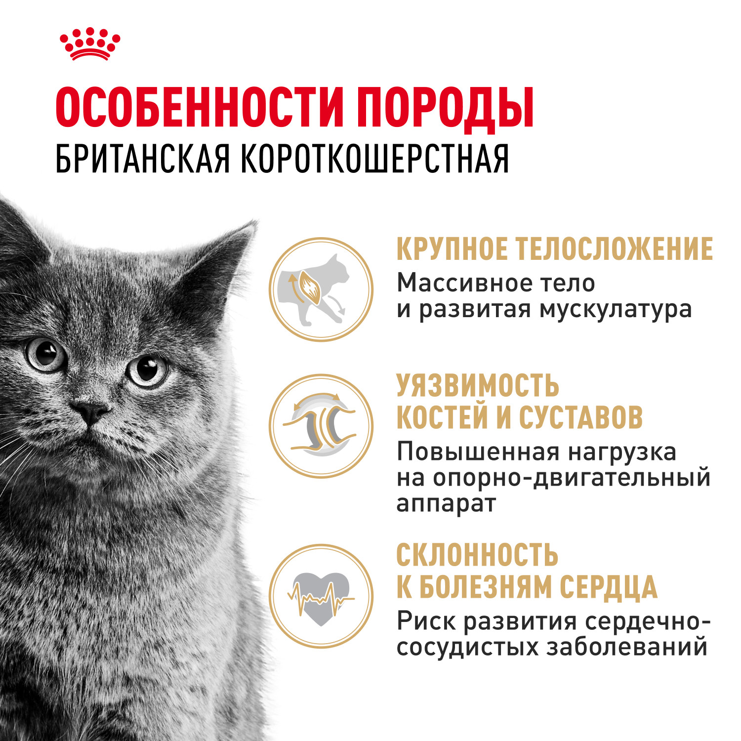 Корм сухой для кошек ROYAL CANIN British Shorthair 10кг британской короткошерстной породы - фото 2