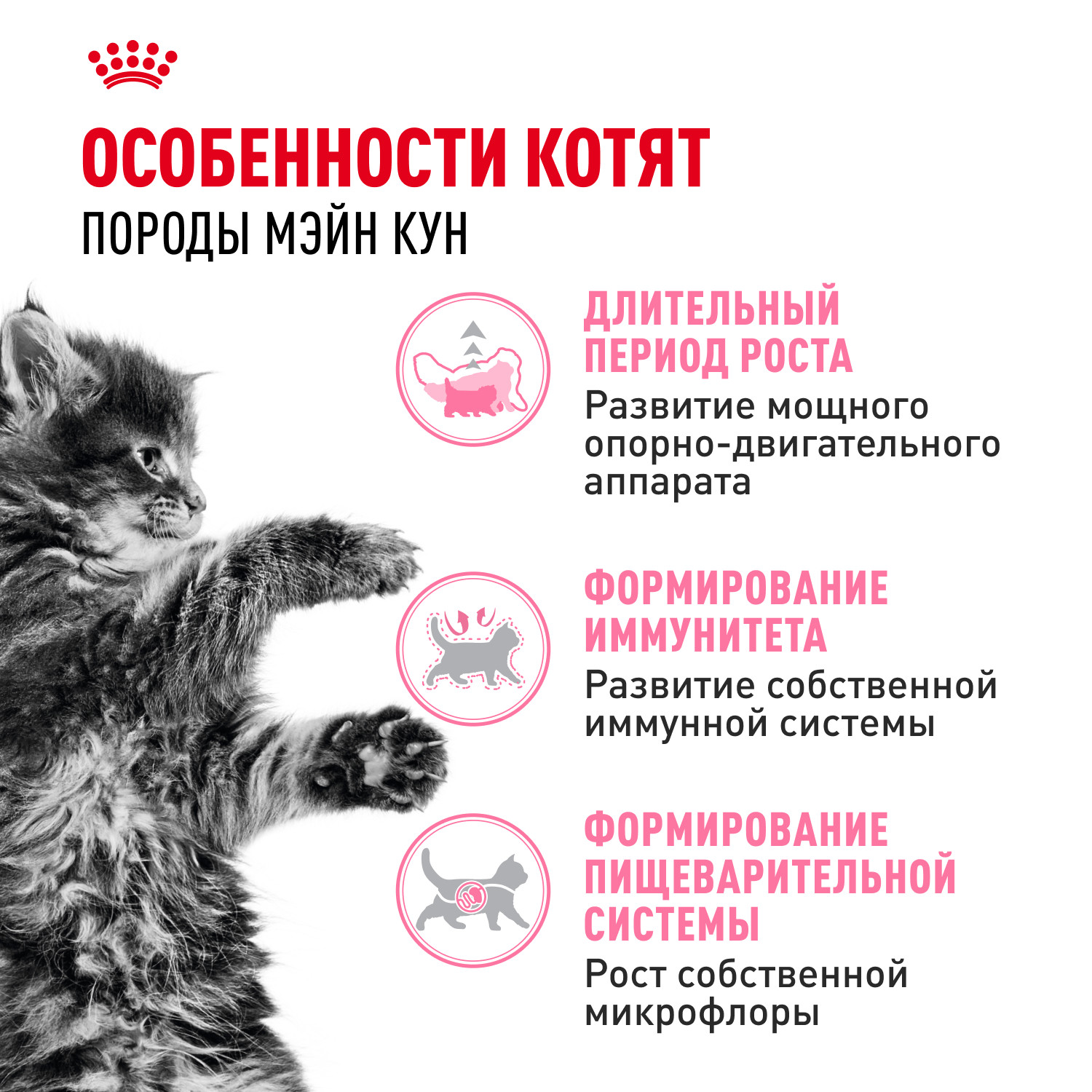 Корм для котят Royal Canin 400г Maine Coon породы мейн-кун - фото 2