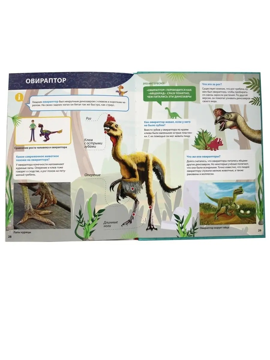 Книга Проф-Пресс Первая детская энциклопедия Всё о динозаврах малышам - фото 3