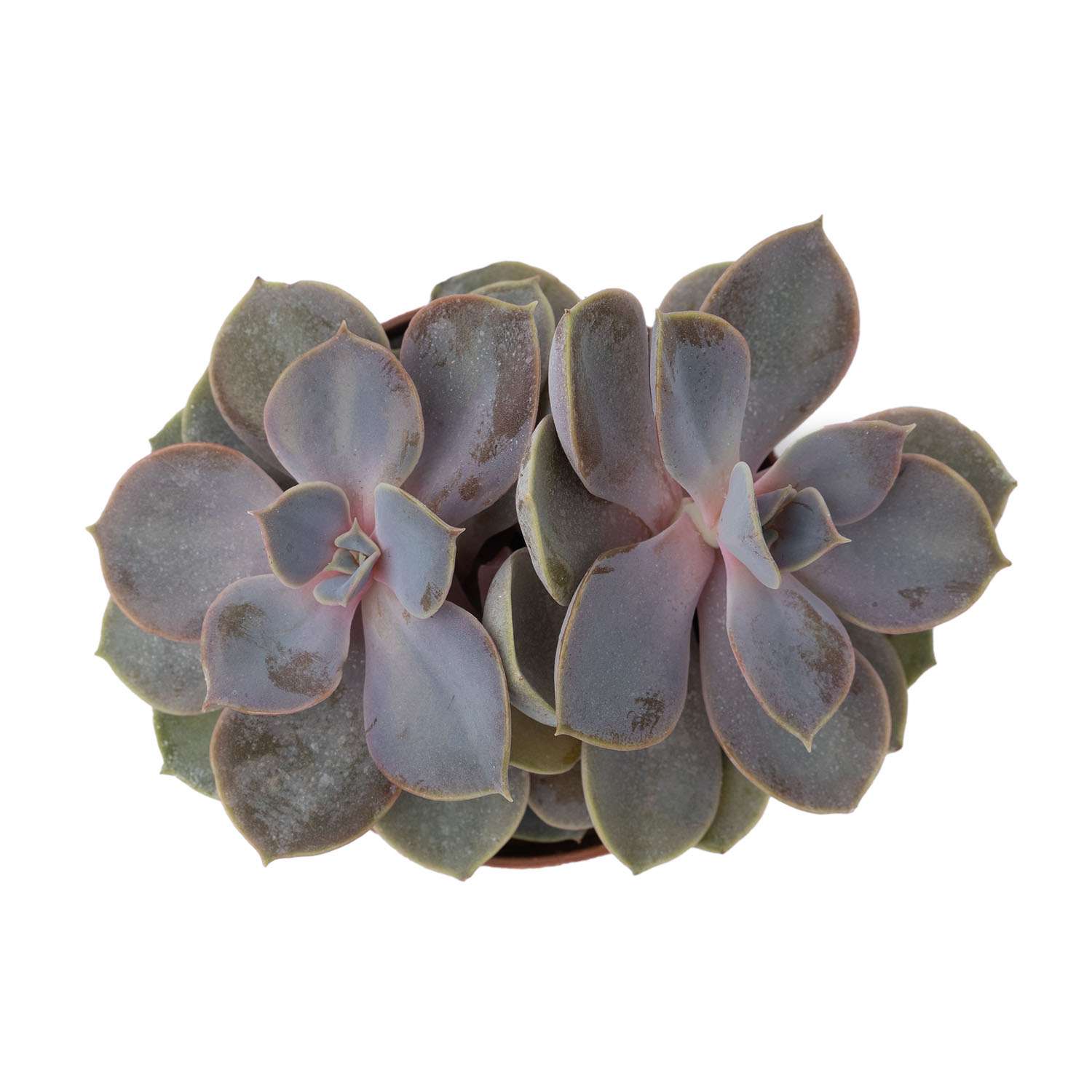 Растение ЕТК Суккуленты D7 в ассортименте - фото 2