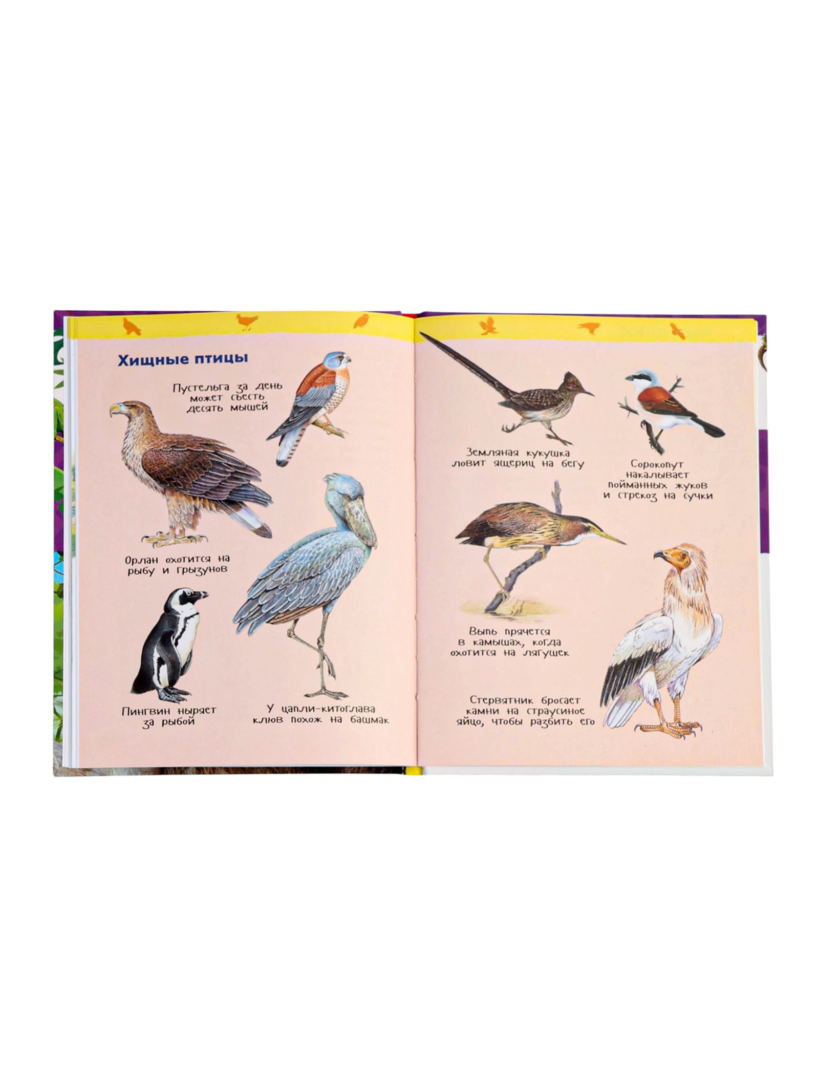 Детская энциклопедия Росмэн Дикие животные - фото 4