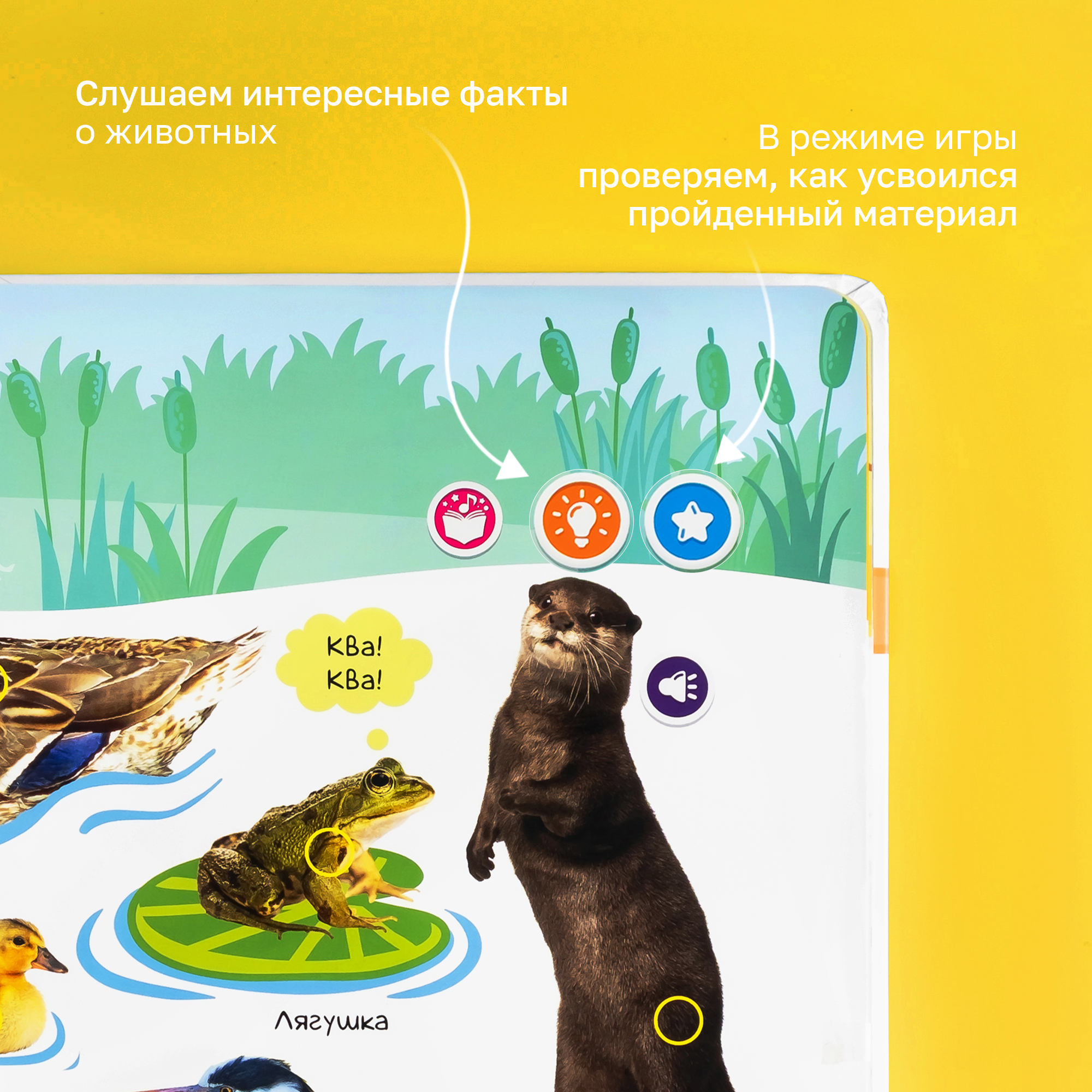 Говорящая книжка BertToys большая нажималка животные - фото 7