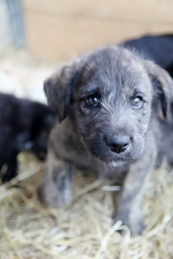 Собака Майло - фото 4