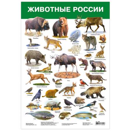 Набор обучающих плакатов Дрофа-Медиа Живая природа 8 видов 3964