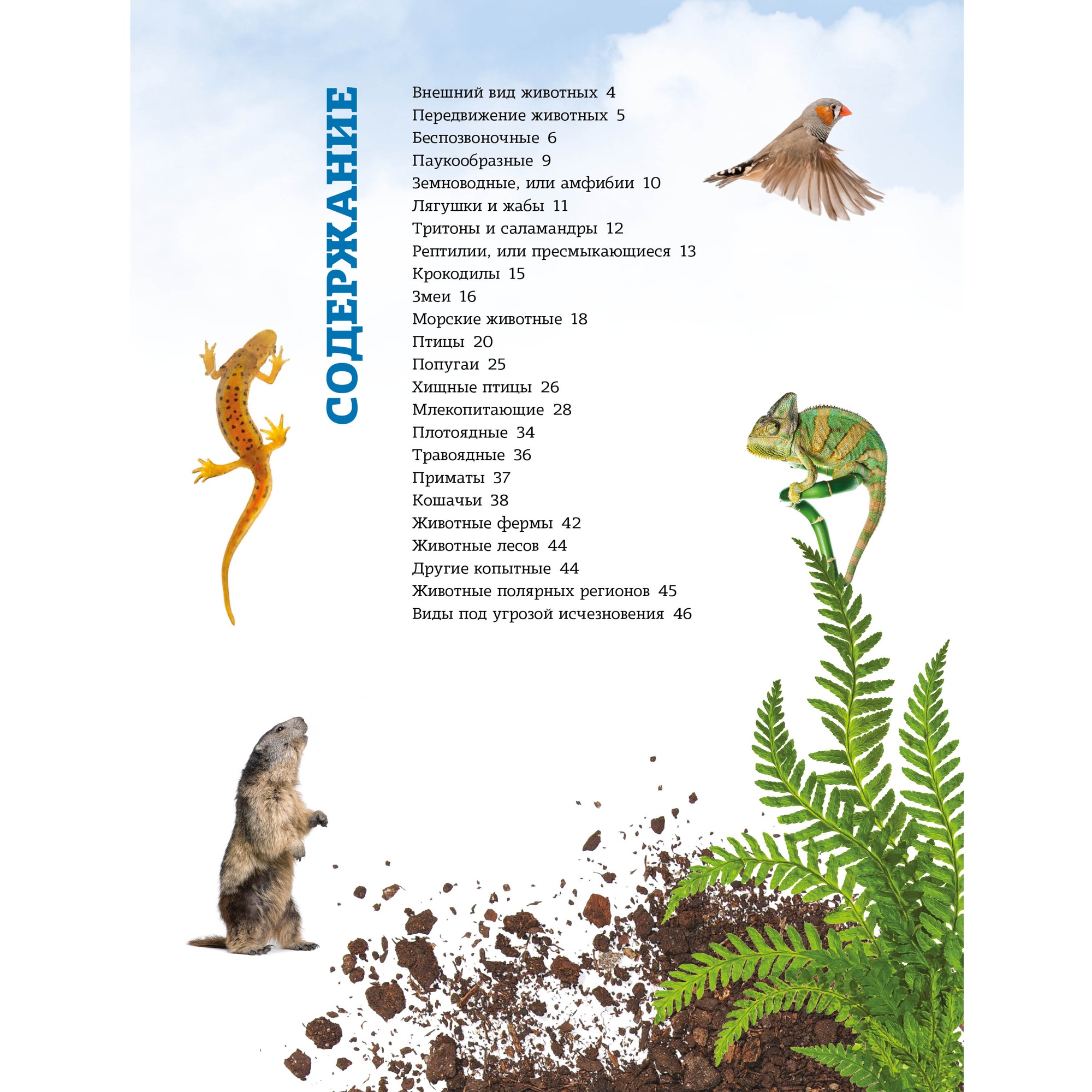 Книга Махаон Мир животных: От актинии до ягуара. - фото 2