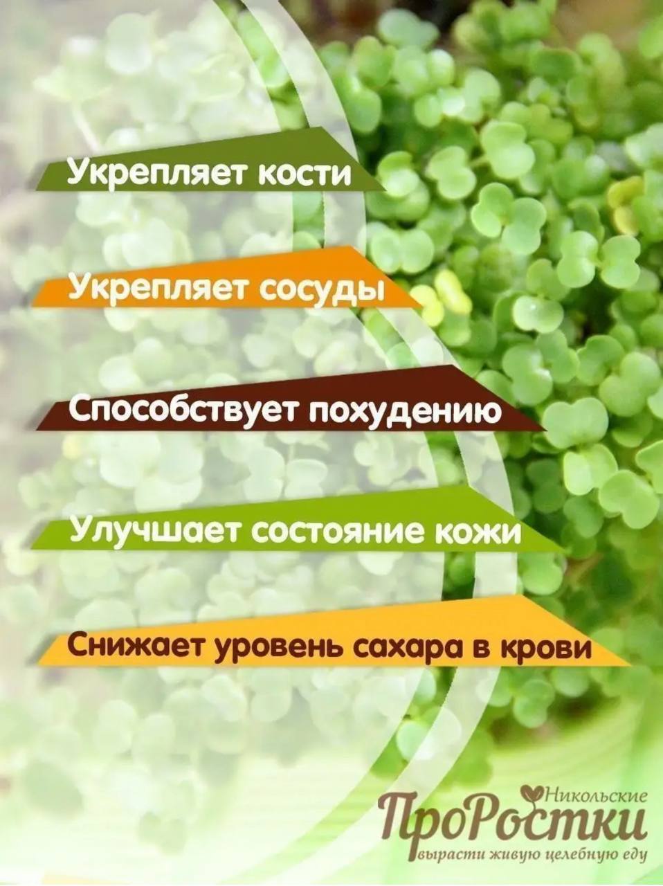 Семена для микрозелени MegaMedia рукола - фото 3