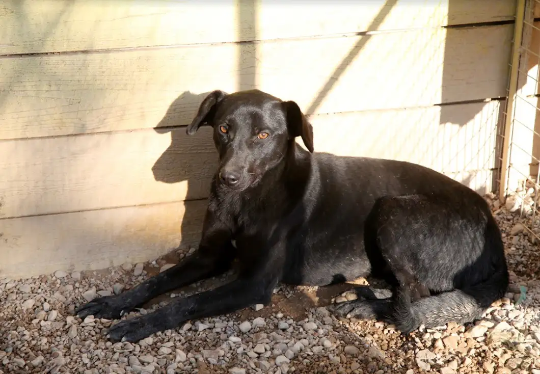 Собака Вилли - фото 3