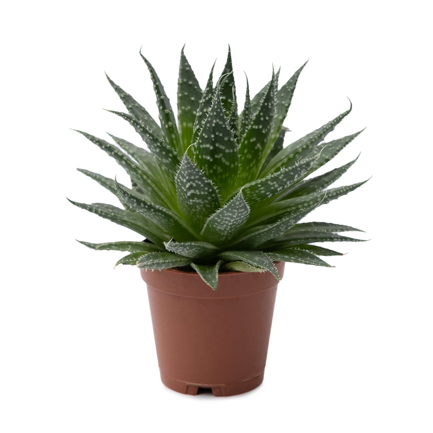 Растение ЕТК Суккуленты D5.5 в ассортименте - фото 7