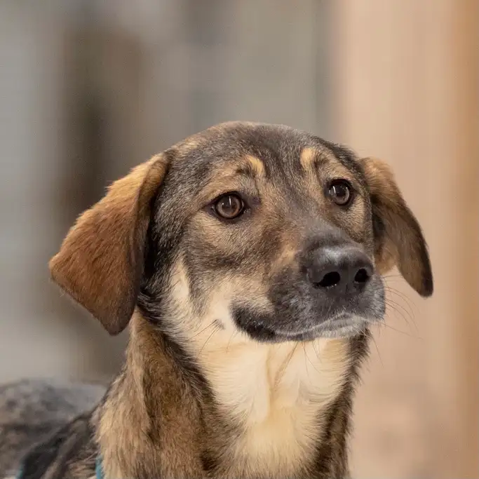 Собака Рига - фото 5