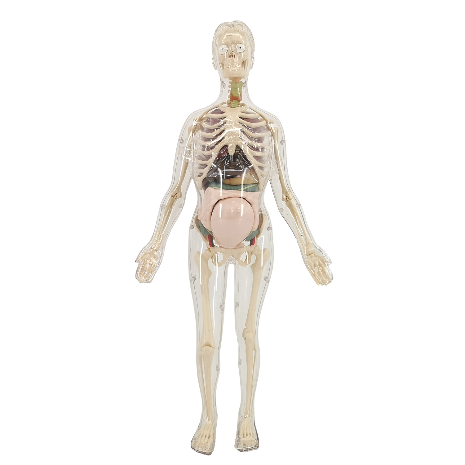 Наглядное пособие EDU-TOYS - фото 3