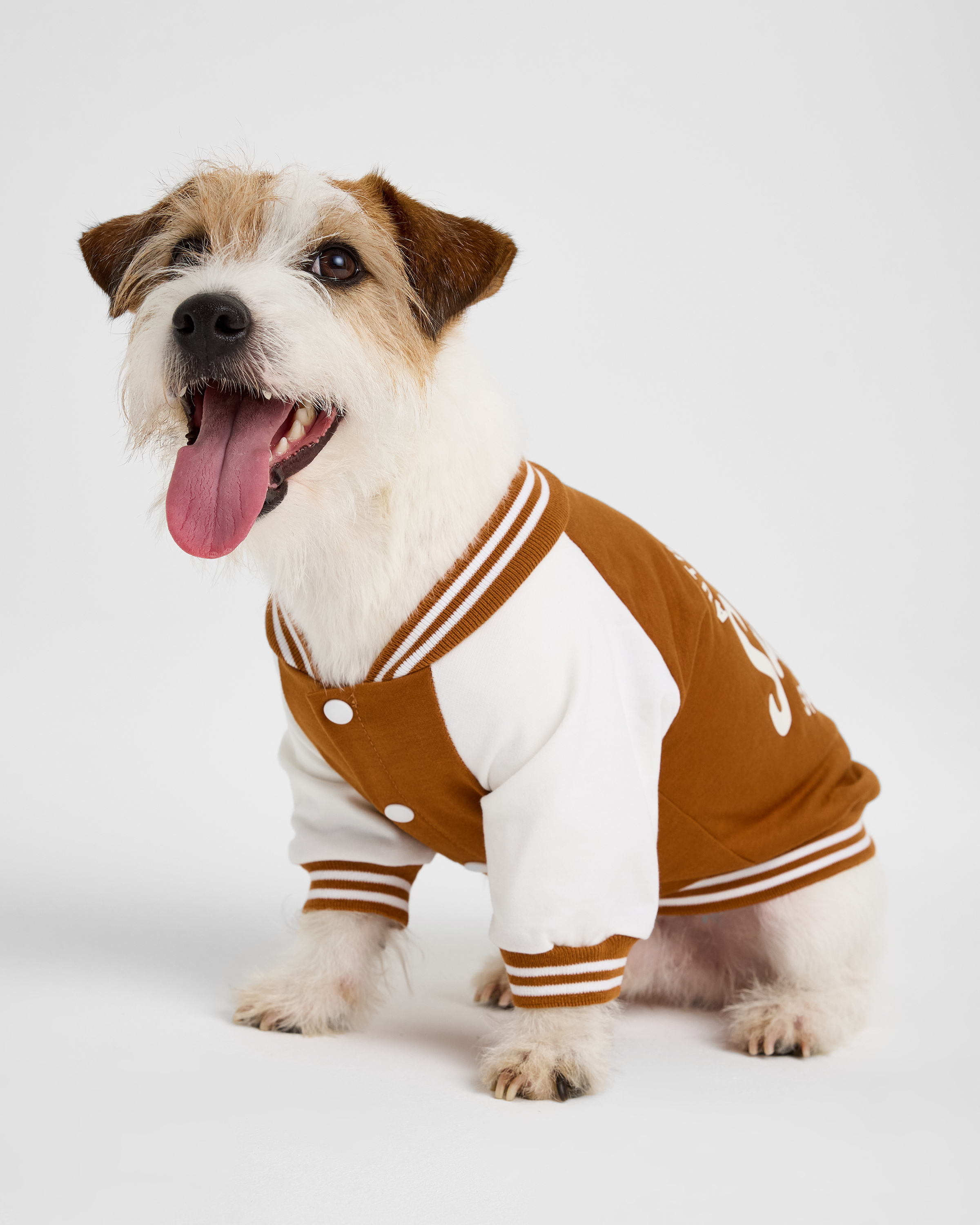 Изображение товара Бомбер для собак и кошек Зоозавр: M