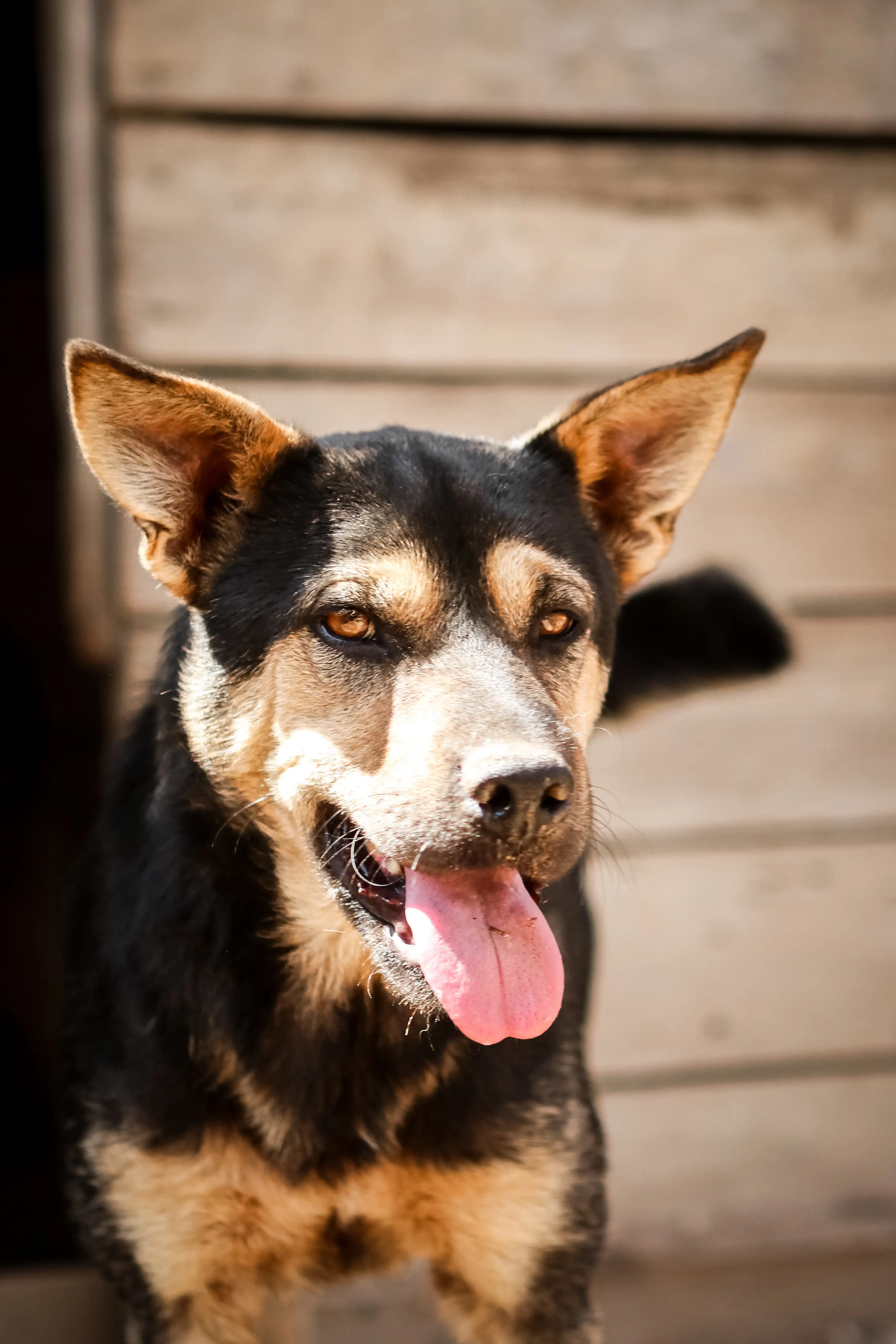 Собака Гуся - фото 2