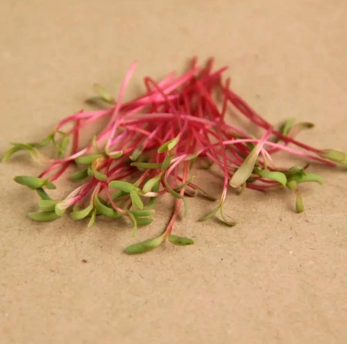 Семена для микрозелени MegaMedia мангольд - фото 3