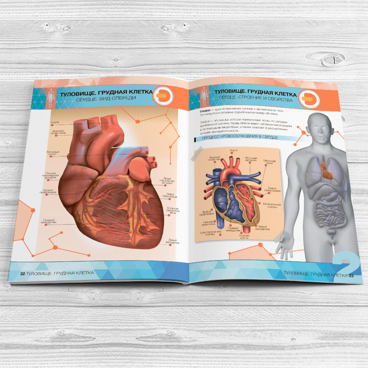 Книга DEVAR 4D Энциклопедия в мягкой обложке. Анатомия: органы человека - фото 4
