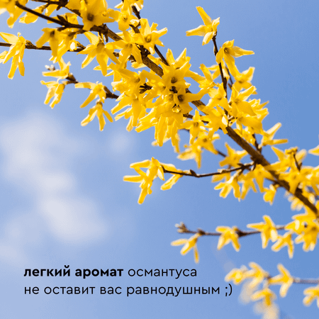 Мыло для лап Pamilee с хлоргексидином