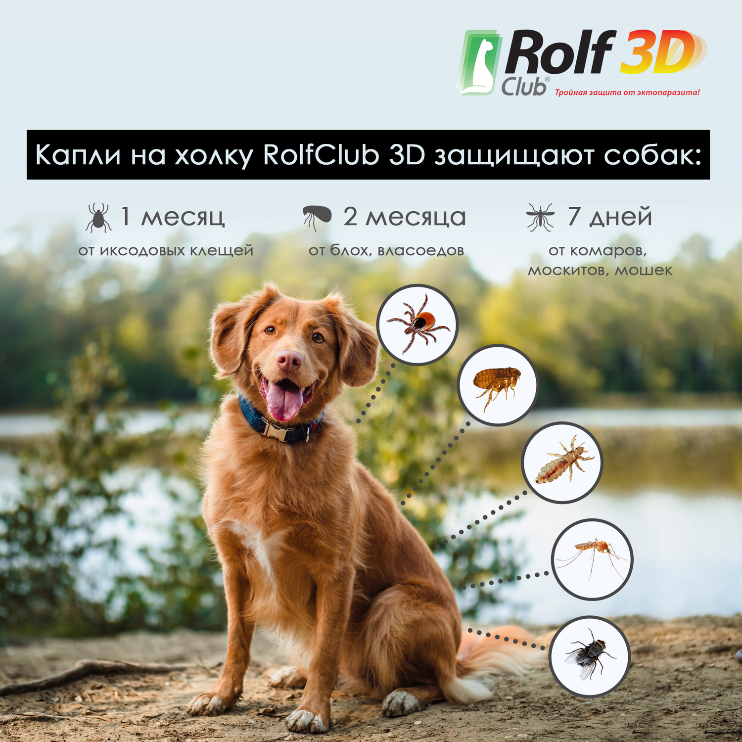 Капли для собак RolfClub 3D 10-20кг 3пипетки - фото 5