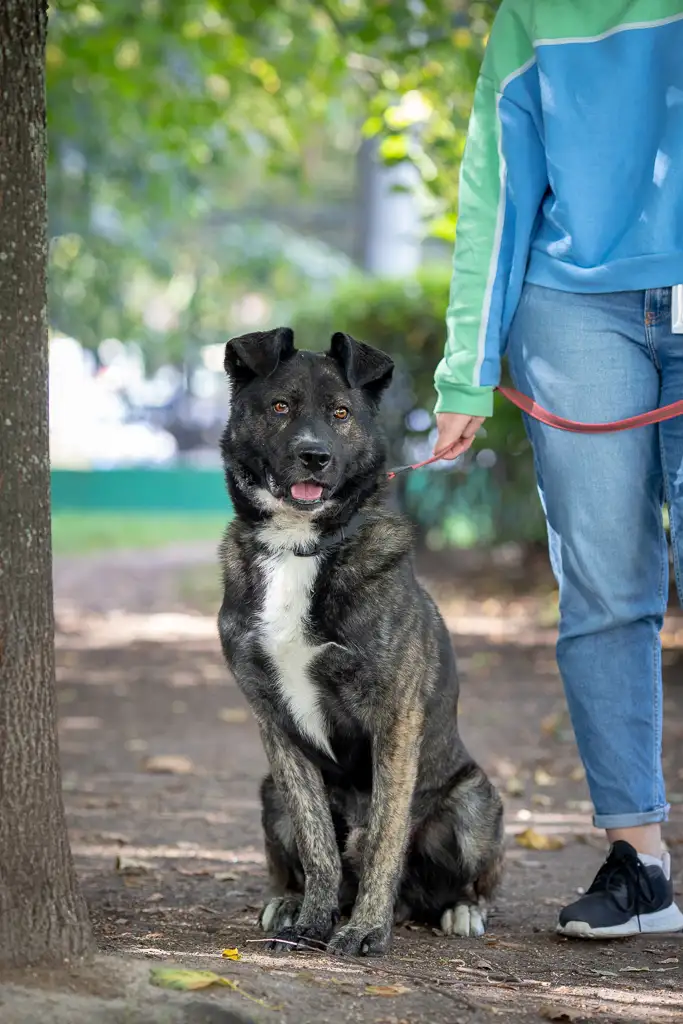 Собака Чарлик - фото 5