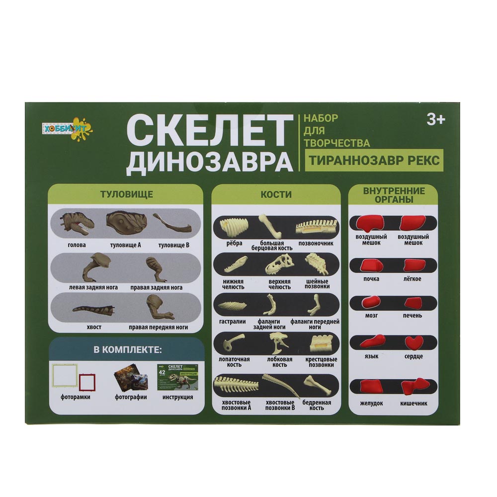Наглядное пособие ХОББИХИТ Скелет динозавра - фото 12