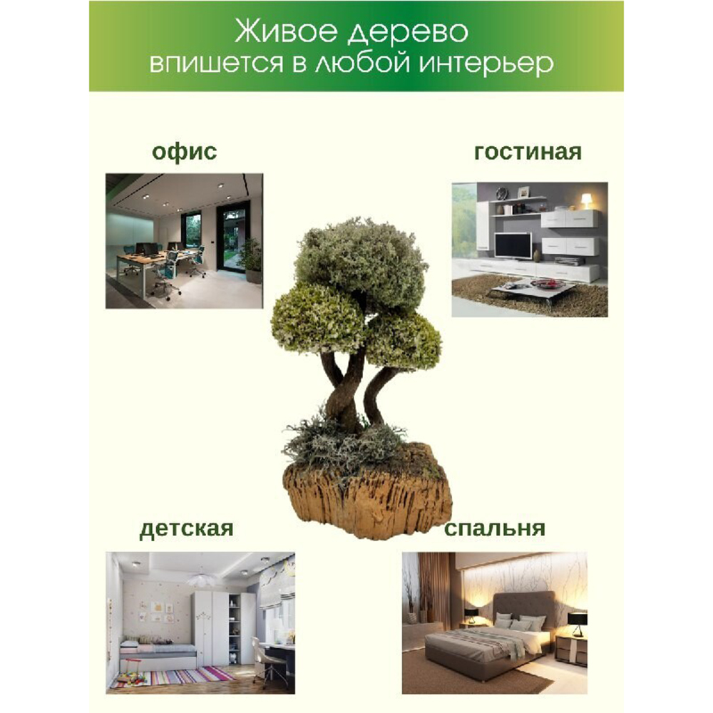 Живое дерево из цетрарии Cetraria Исландская 30 см - фото 5