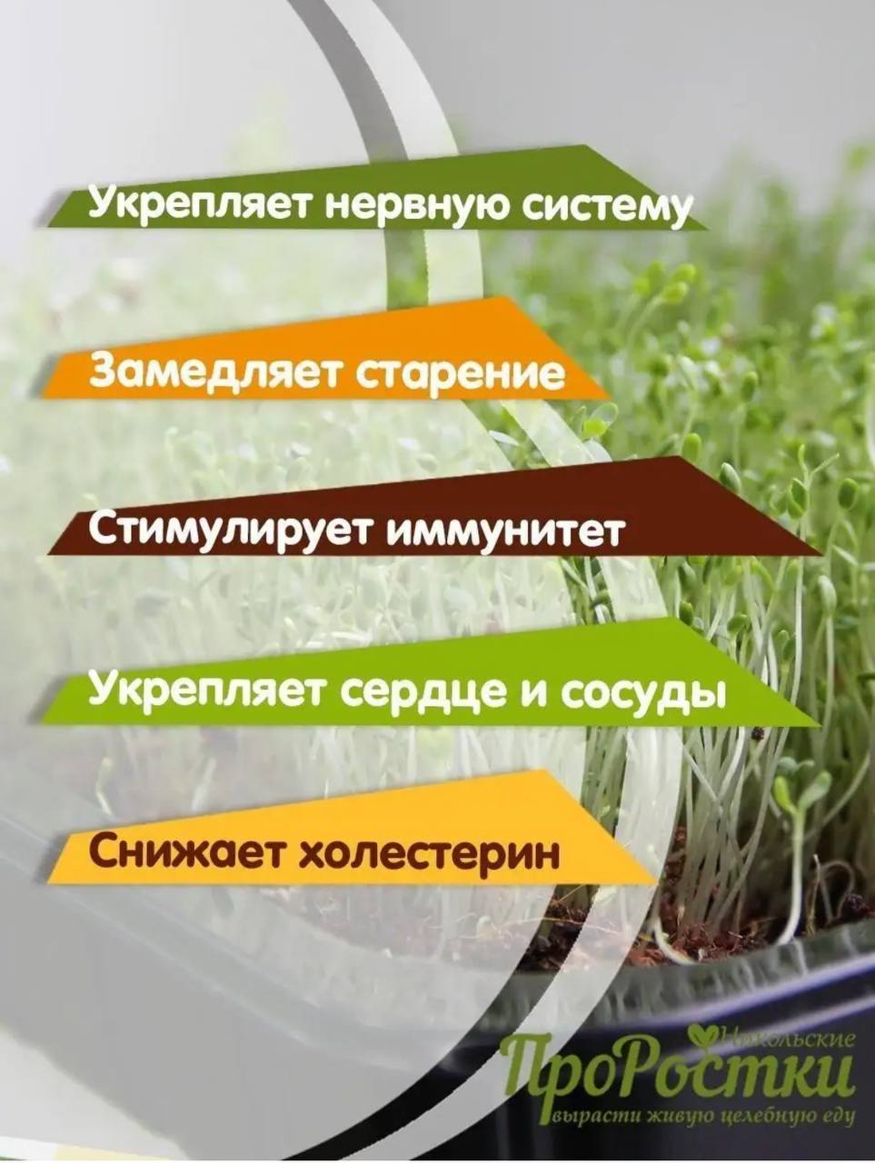 Семена для микрозелени MegaMedia рыжик - фото 4