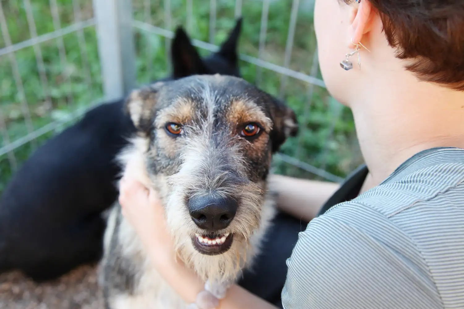 Собака Виола - фото 2