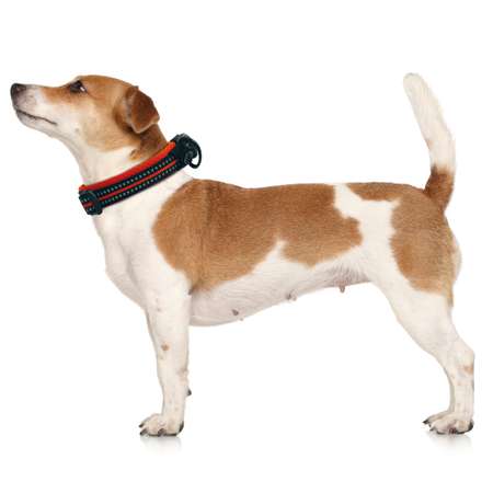 Ошейник для собак M-Pets S Оранжевый-Черный 10817699