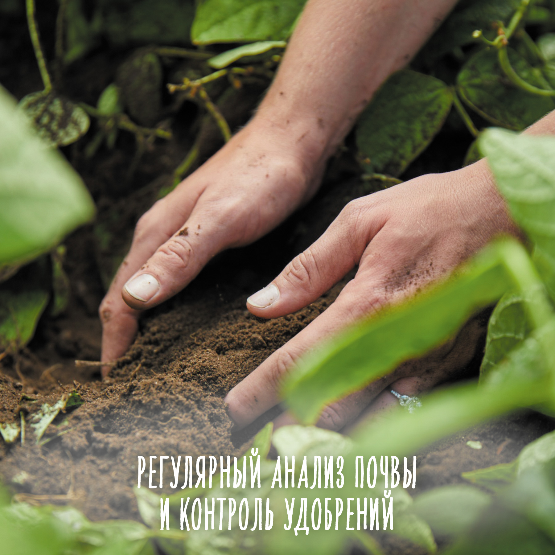 Пюре Gerber Цветная капуста с 4 мес 80 г - фото 3