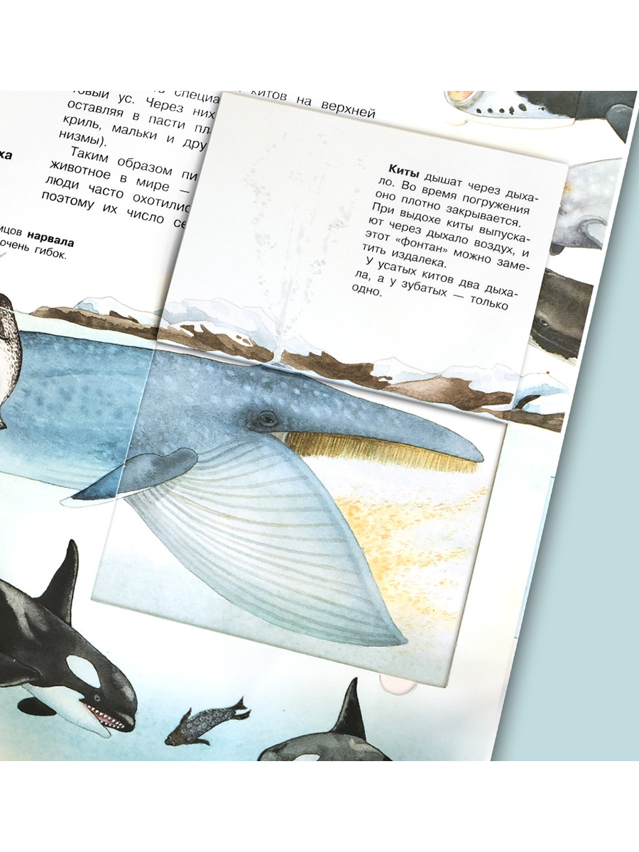 Книга Омега-Пресс Энциклопедия для детей с окошками Мир морских животных - фото 6