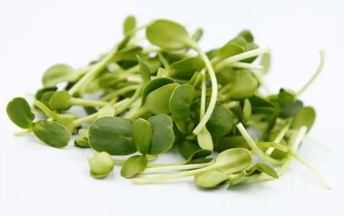 Семена для микрозелени Никольские ПроРостки подсолнечник - фото 3