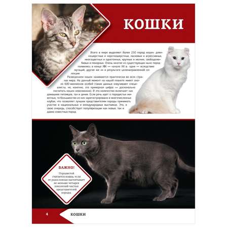 Книга АСТ Большая энциклопедия о кошках и собаках