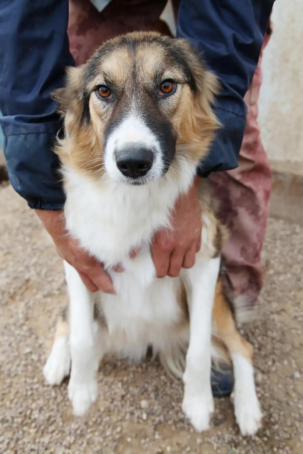 Собака Кельма - фото 1