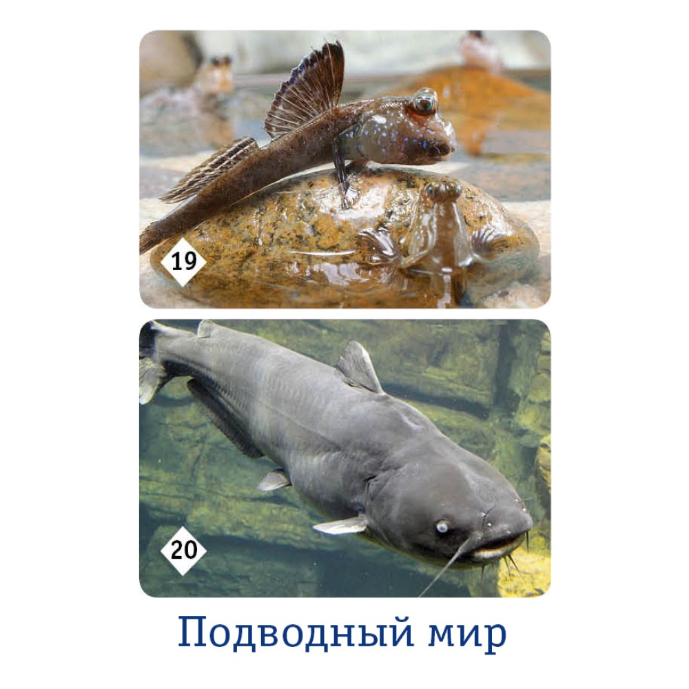 Настольная игра Нескучные игры Мемо - фото 12