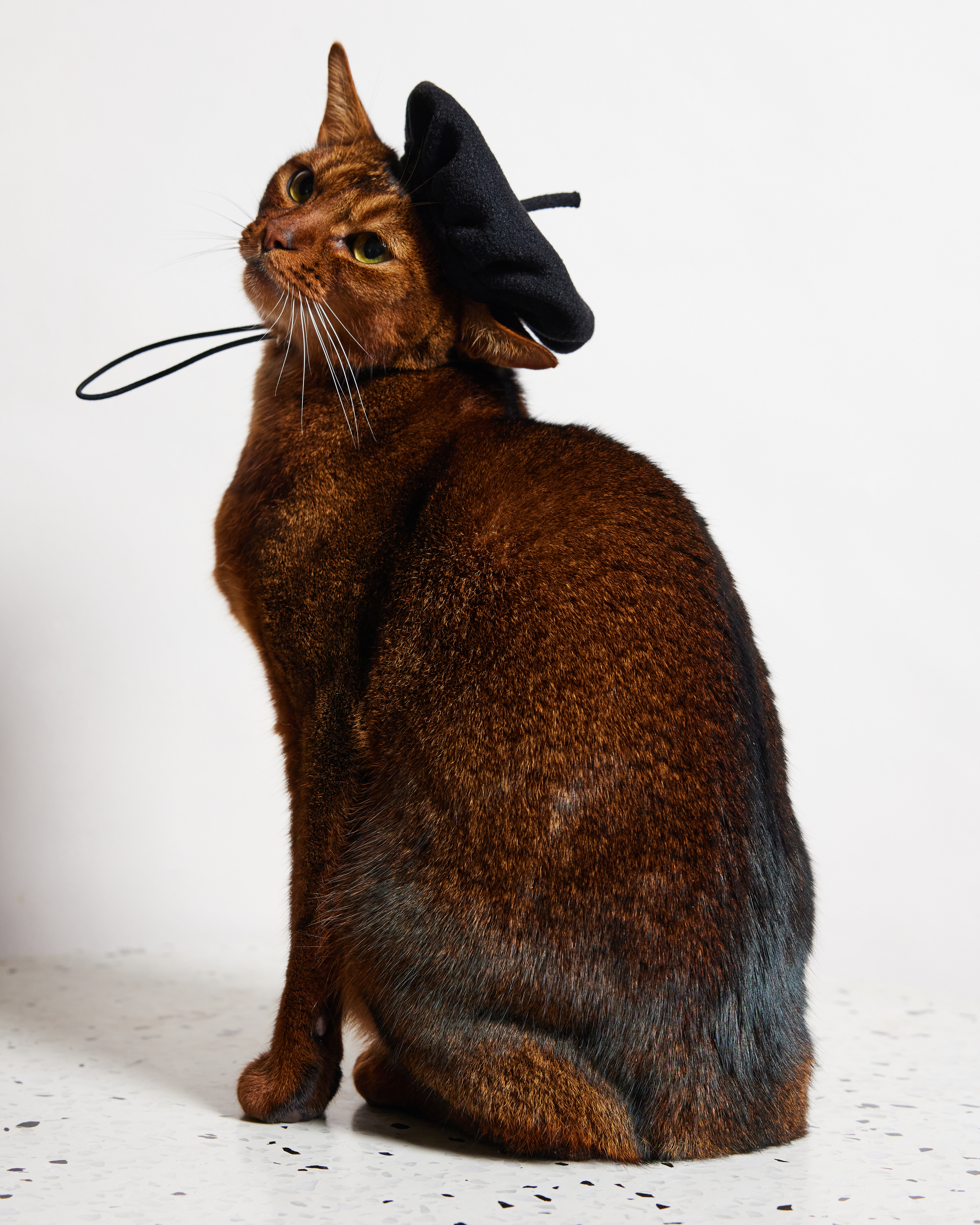 Берет для собак и кошек Зоозавр - фото 7