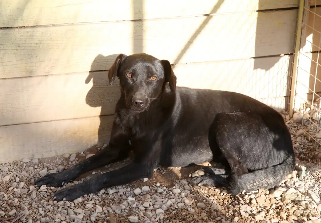 Собака Вилли - фото 2