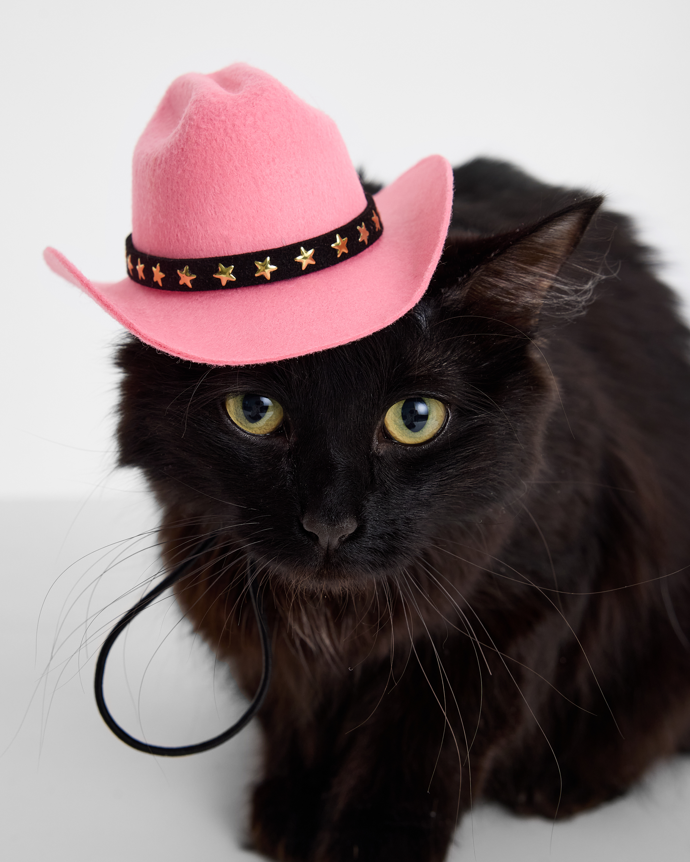 Изображение товара Шляпа для собак и кошек Зоозавр: S