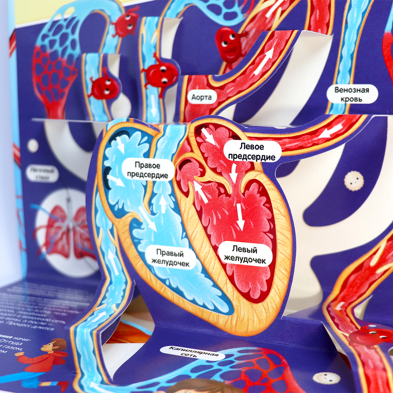 Книга Malamalama Анатомия человека с объемными картинками для детей - фото 10
