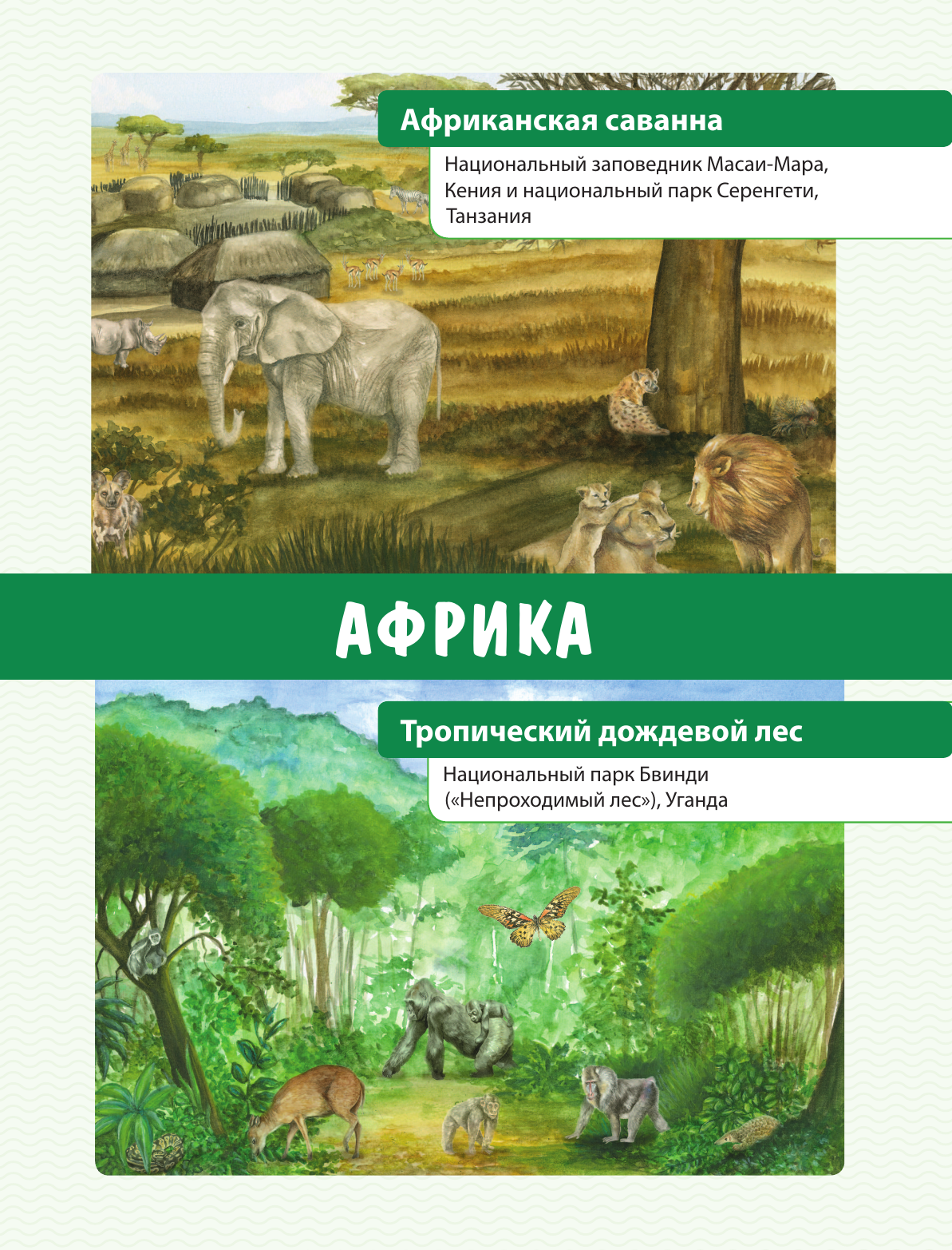Книга Эксмо Животные Большая экспедиция вокруг света - фото 13