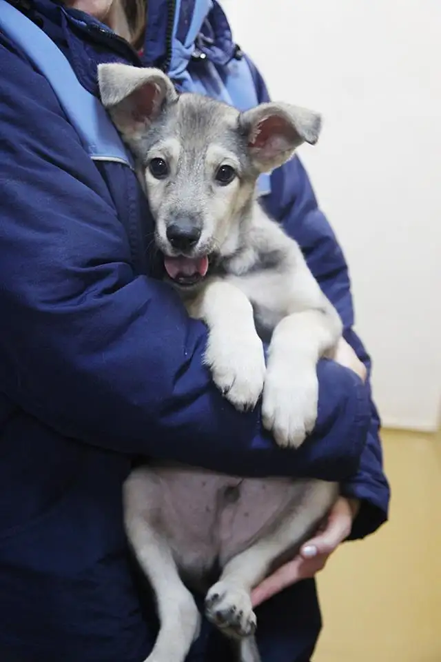 Собака Вольт - фото 1