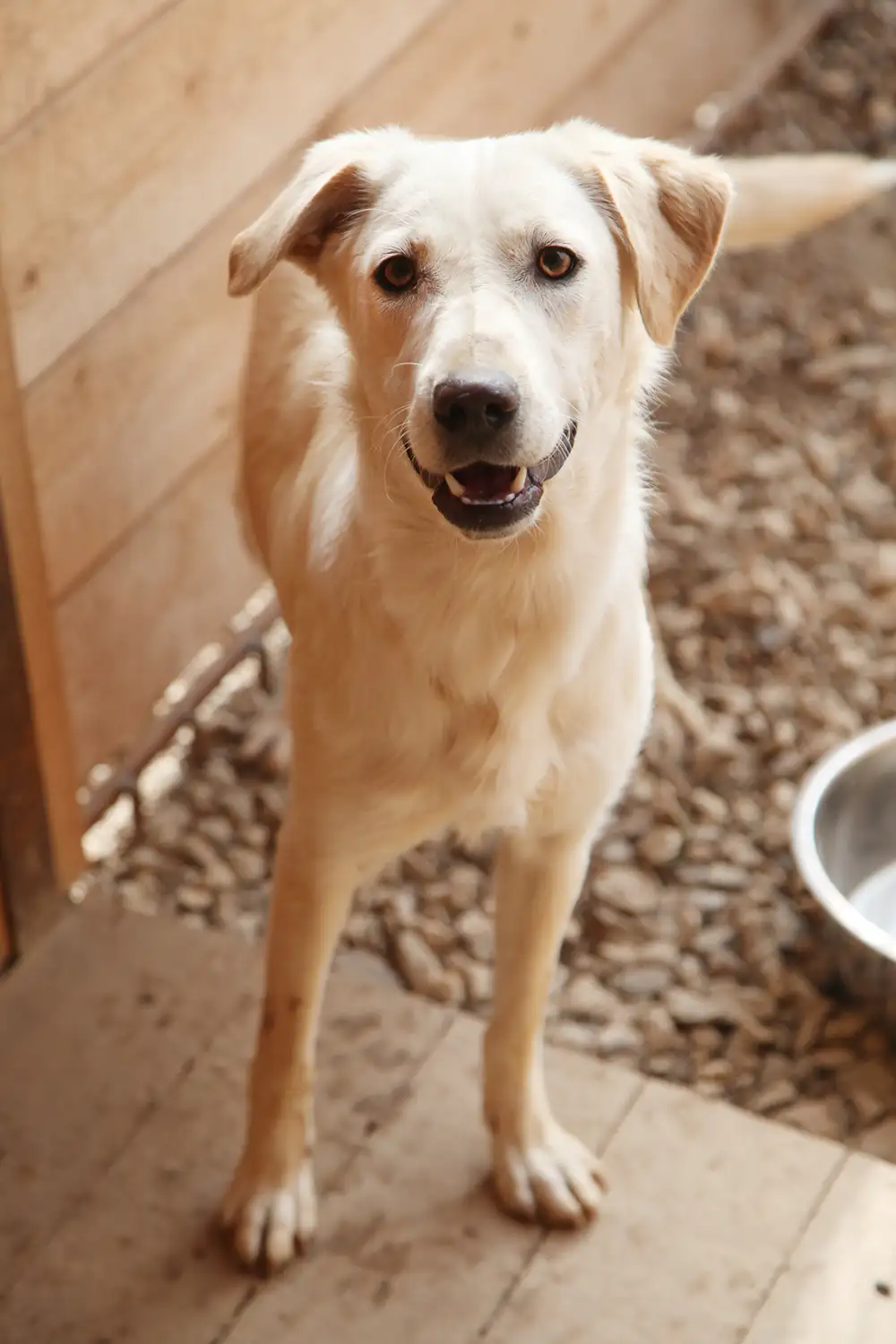 Собака Левка - фото 2