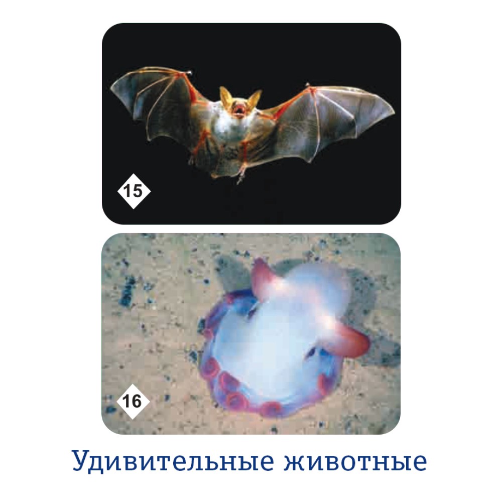 Настольная игра Нескучные игры Мемо - фото 11