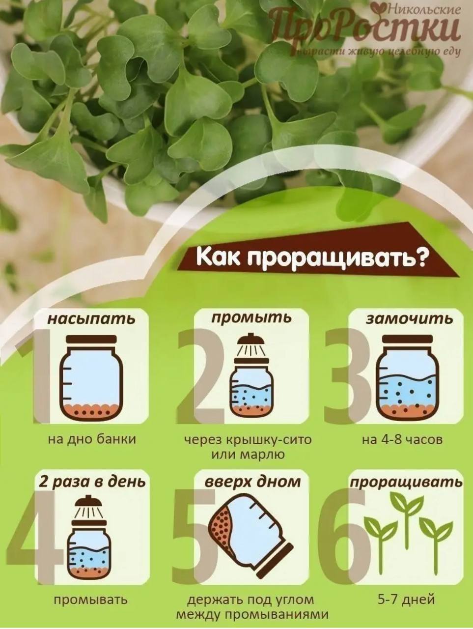 Семена для микрозелени MegaMedia брокколи - фото 9