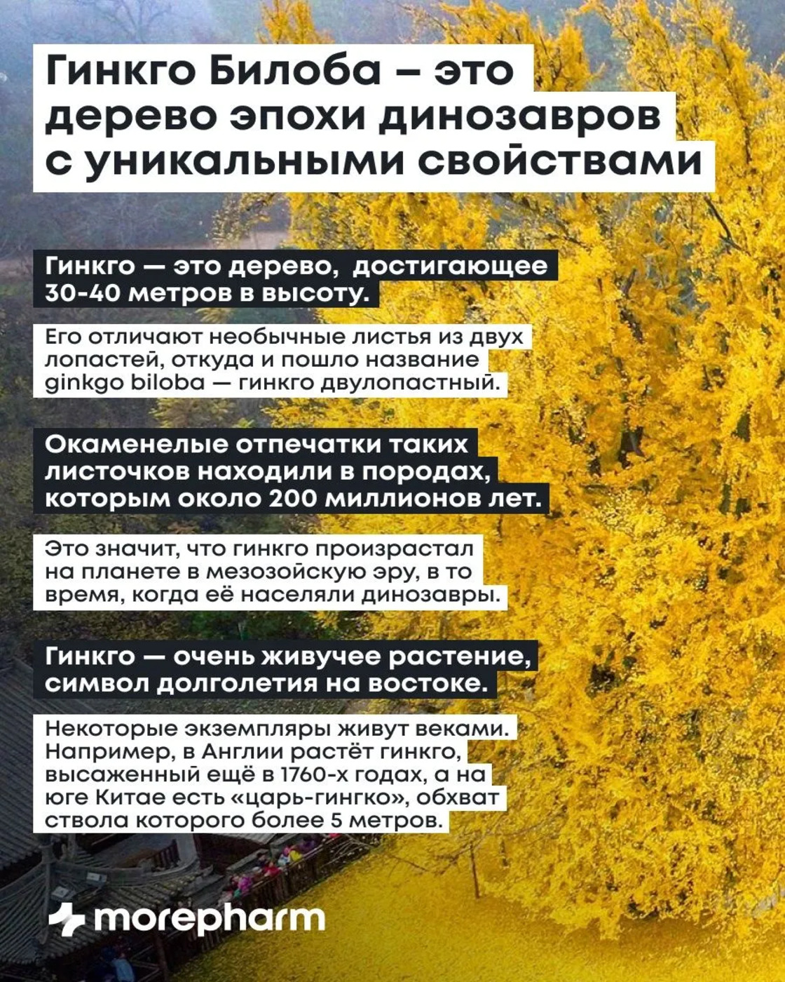 БАД morepharm Гинкго Билоба c глицином и витамином B6 для мозга и памяти - фото 5