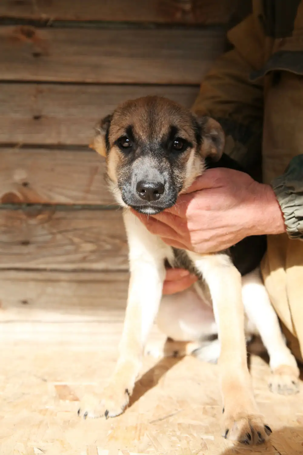 Собака Берца - фото 4