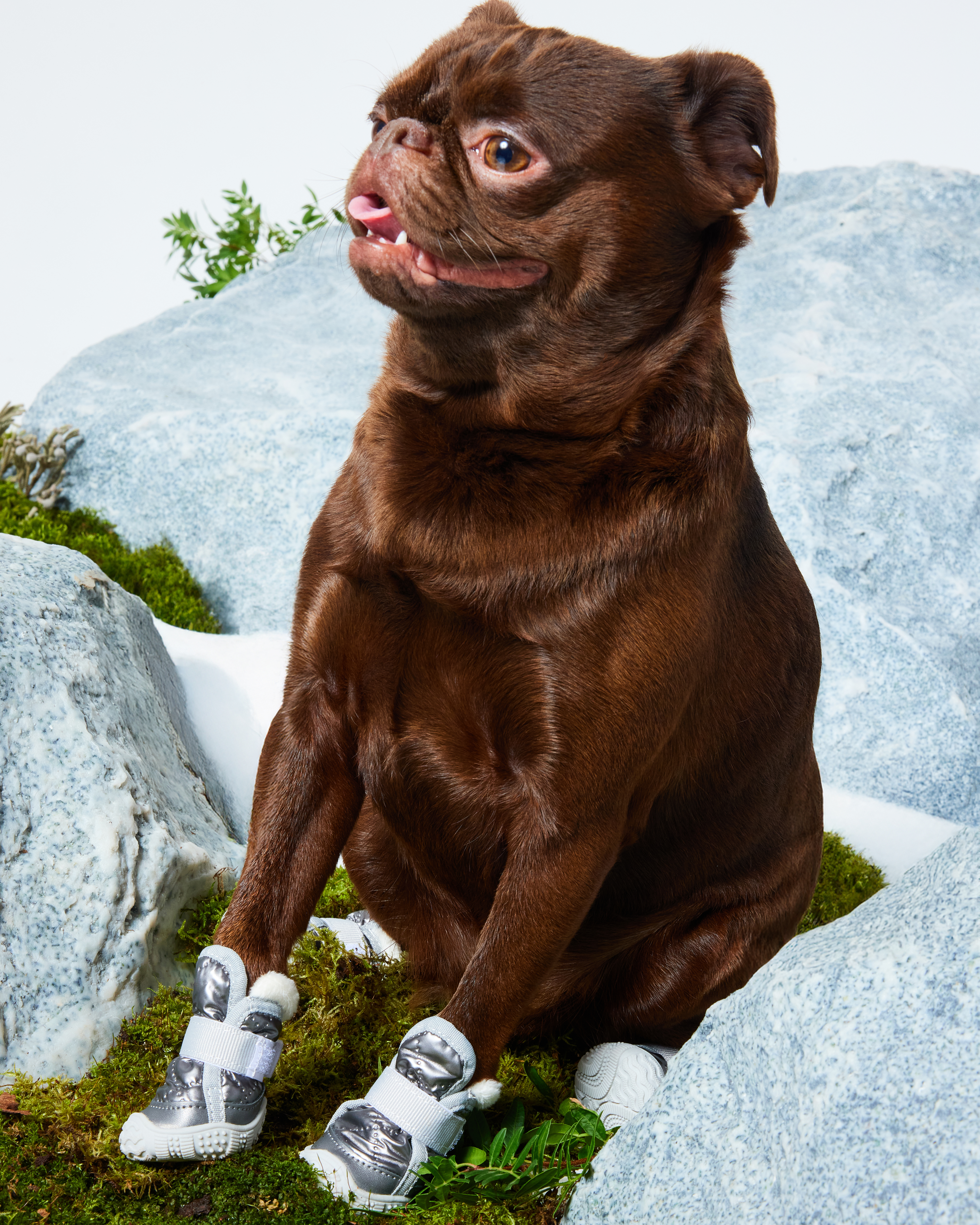 Ботинки для собак Зоозавр 4 шт - фото 1