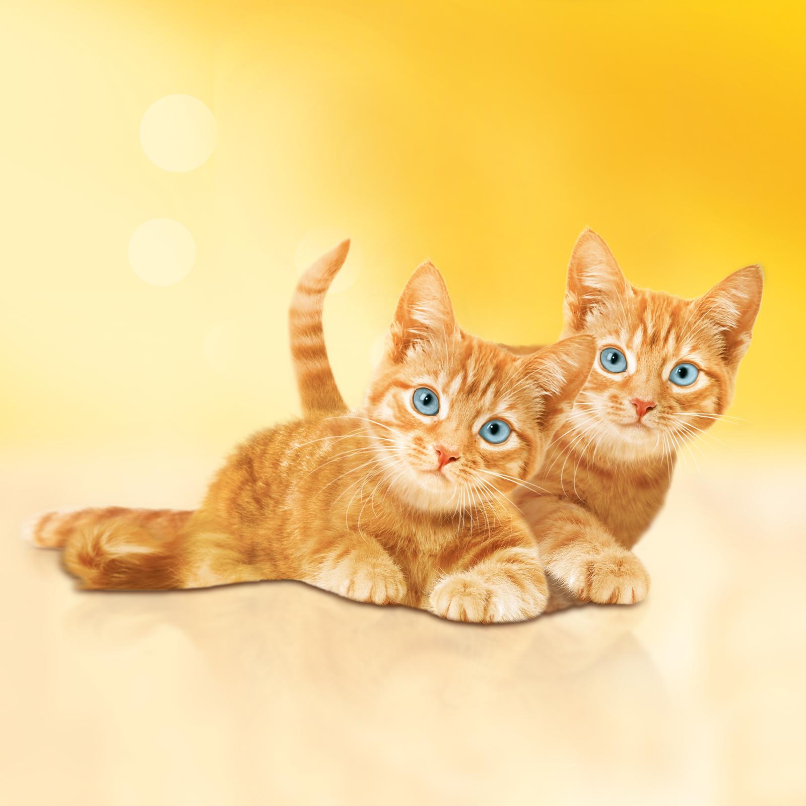Корм сухой для котят Friskies 2кг с курицей молоком и полезными овощами - фото 10