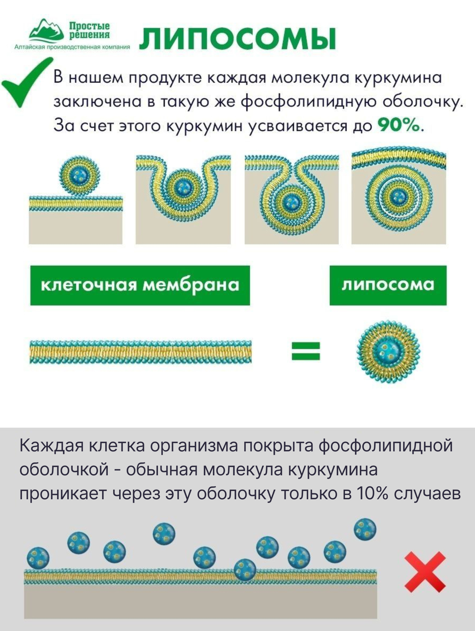 БАД для головного мозга Алтайские традиции Витамины для памяти и мозга - фото 5
