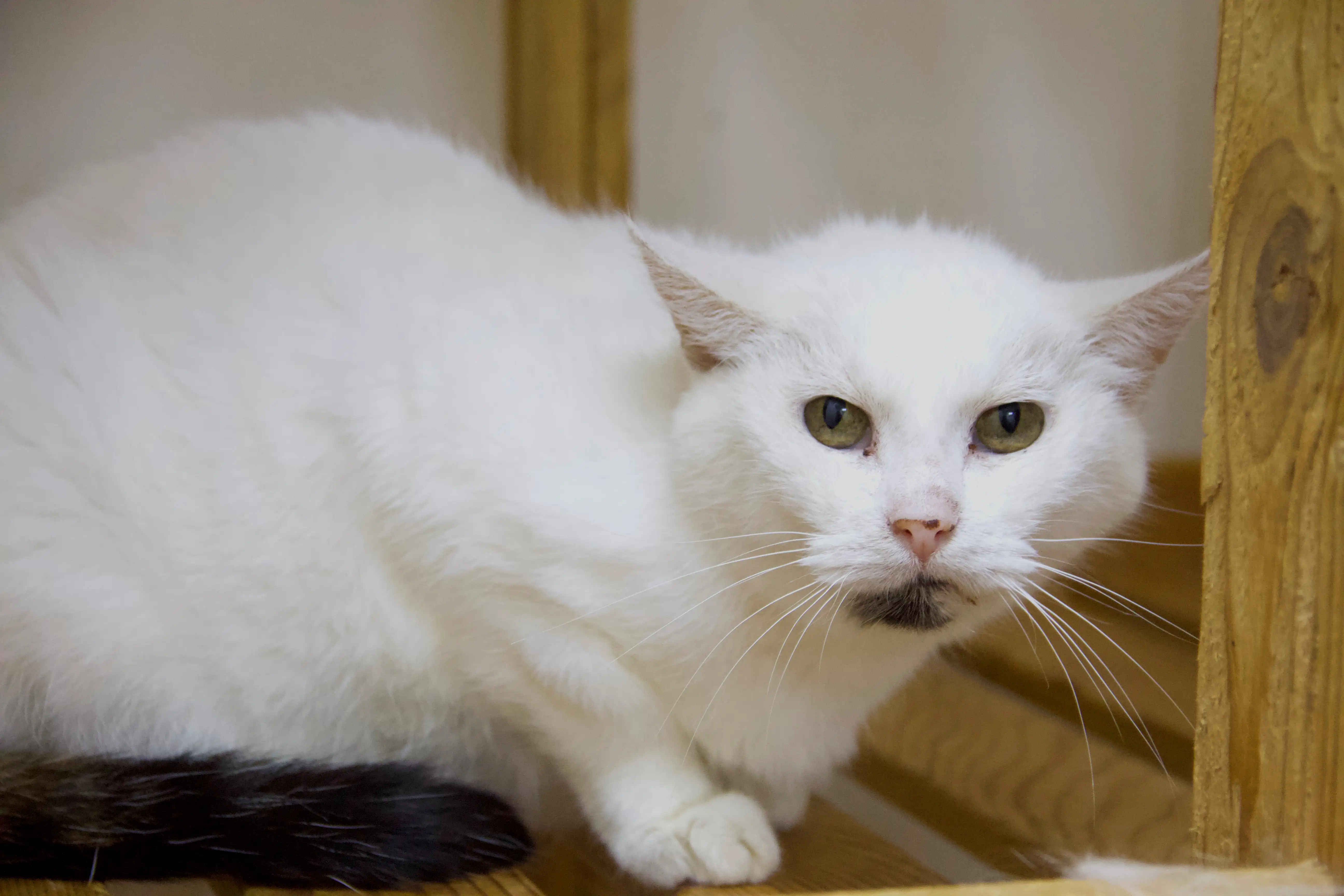 Кошка Брунгильда - фото 2