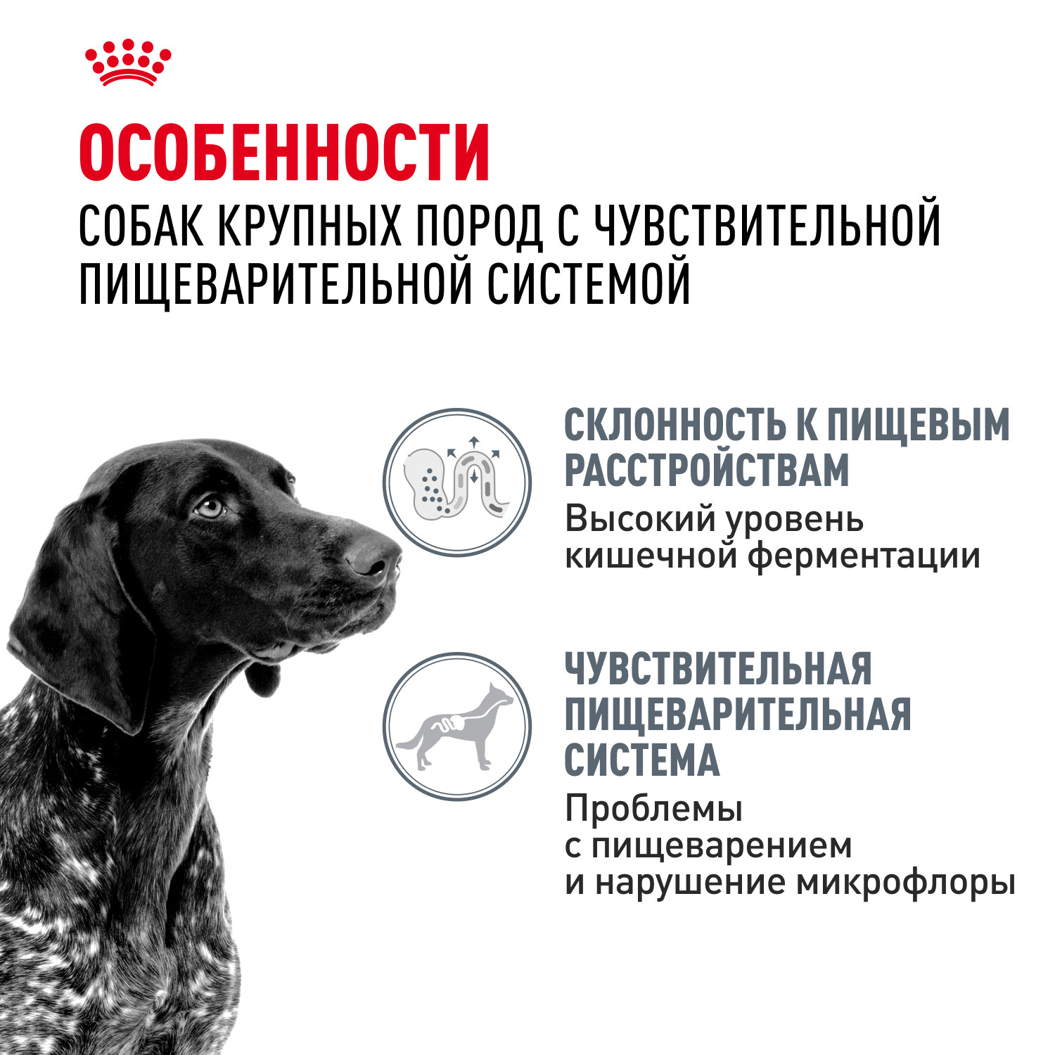 Корм для собак ROYAL CANIN Maxi Digestive Care крупных пород с чувствительным пищеварением 3кг - фото 2
